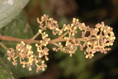 Cryptocarya neilgherrensis